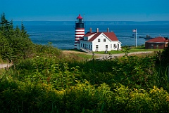 Wildflowers in Front of West Quoddy Head Light in Maine